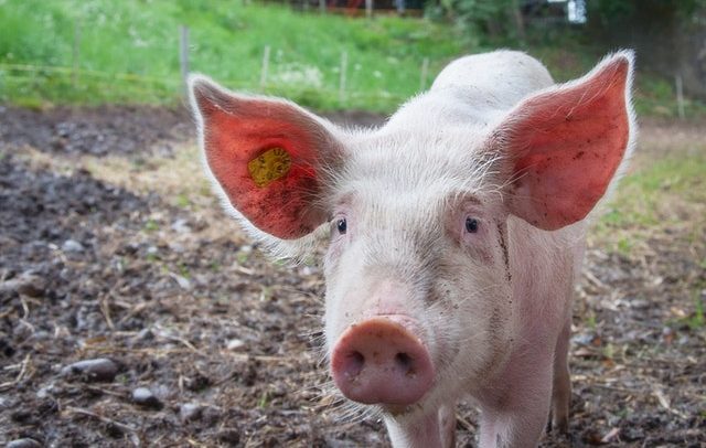 Schweinehaltung