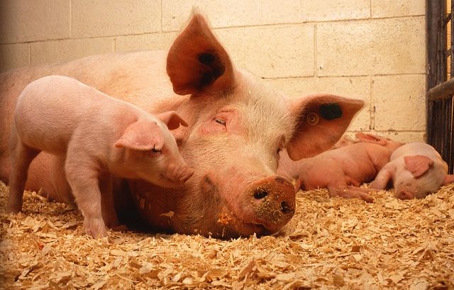 Schwein mit Ferkeln